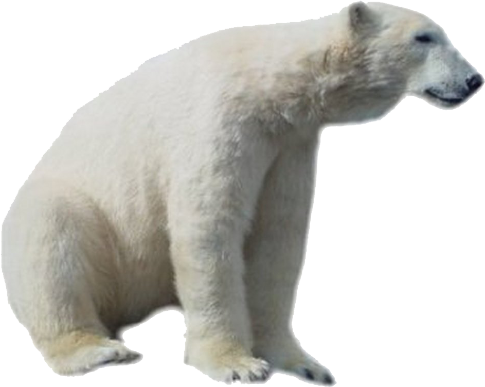 A Polar Bear Sitting On The Ground