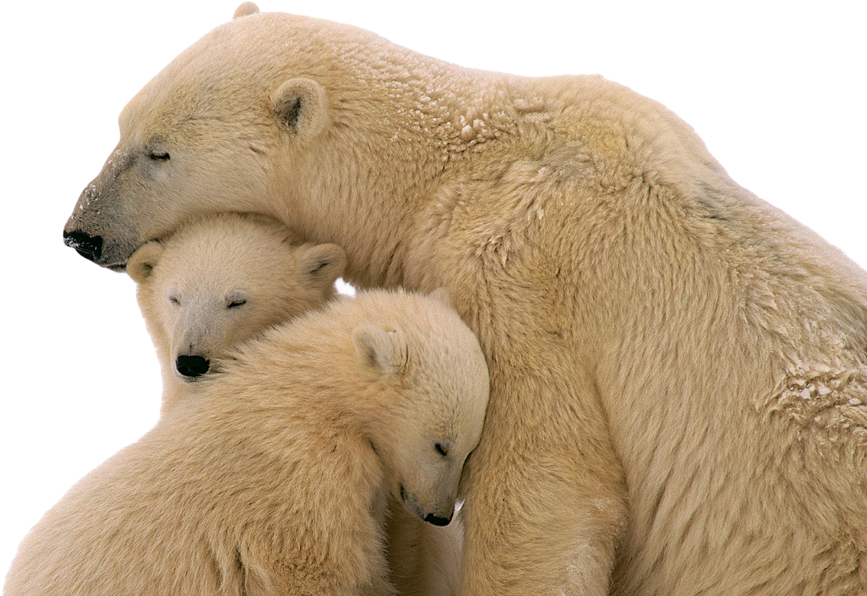 A Group Of Polar Bears Hugging Each Other
