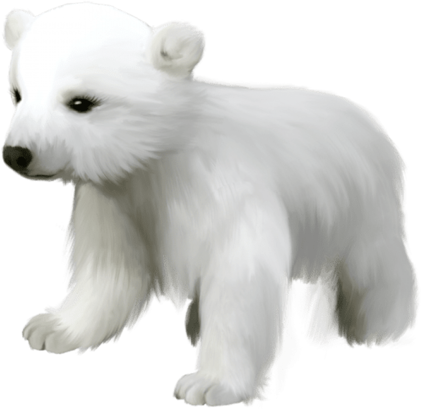 A White Polar Bear Cub