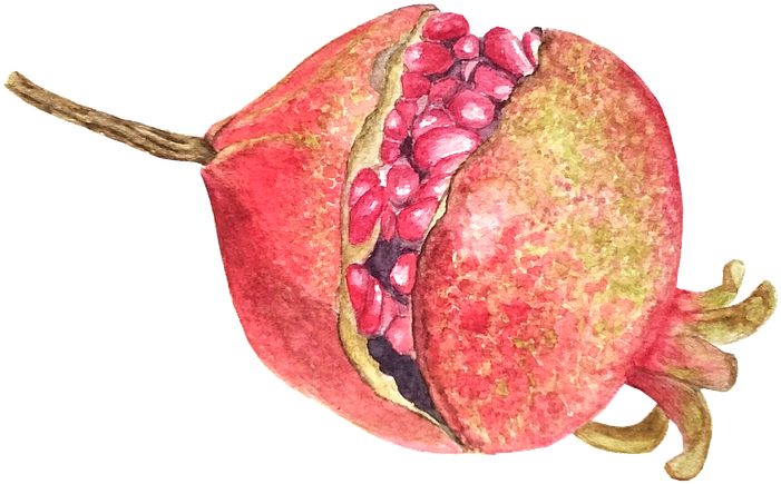 A Watercolor Of A Pomegranate