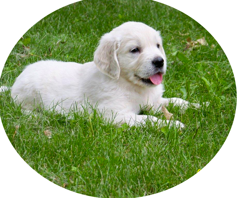 A White Puppy Lying In The Grass