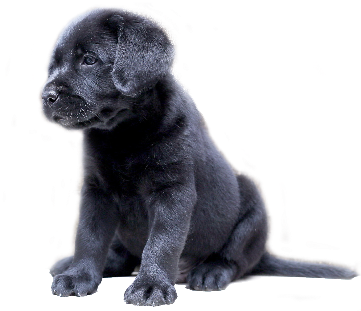A Black Puppy Sitting On A Black Surface
