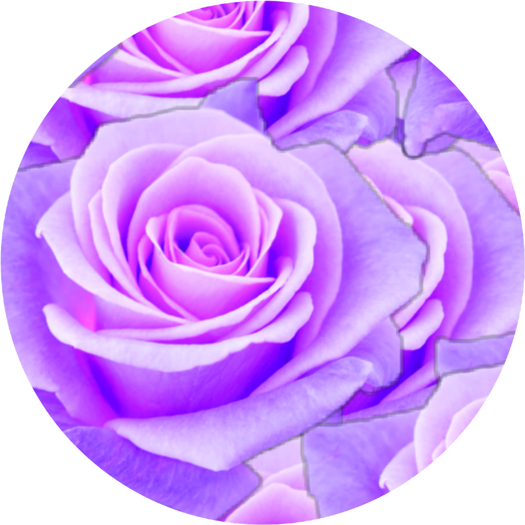 A Close Up Of A Purple Rose