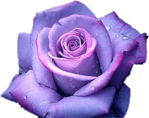 A Purple Rose With Water Drops
