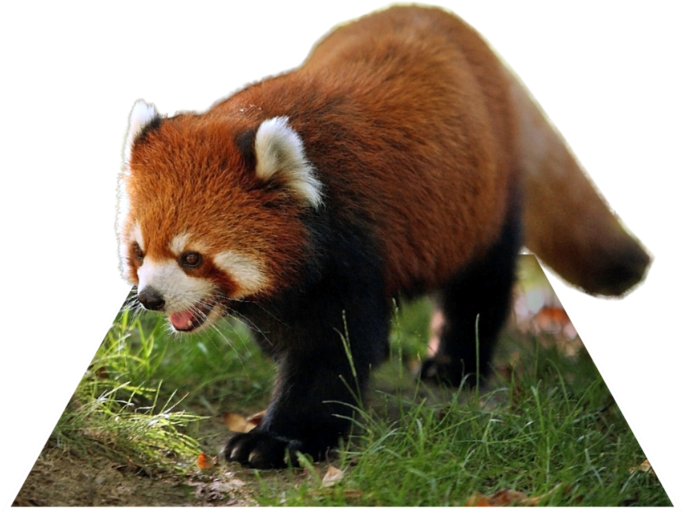 A Red Panda Walking On Grass