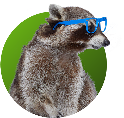 A Raccoon Wearing Blue Glasses