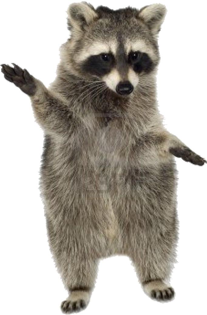 A Raccoon Standing On Its Hind Legs