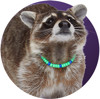 A Raccoon With A Beaded Necklace