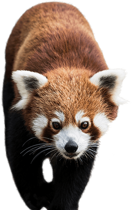 A Close Up Of A Red Panda