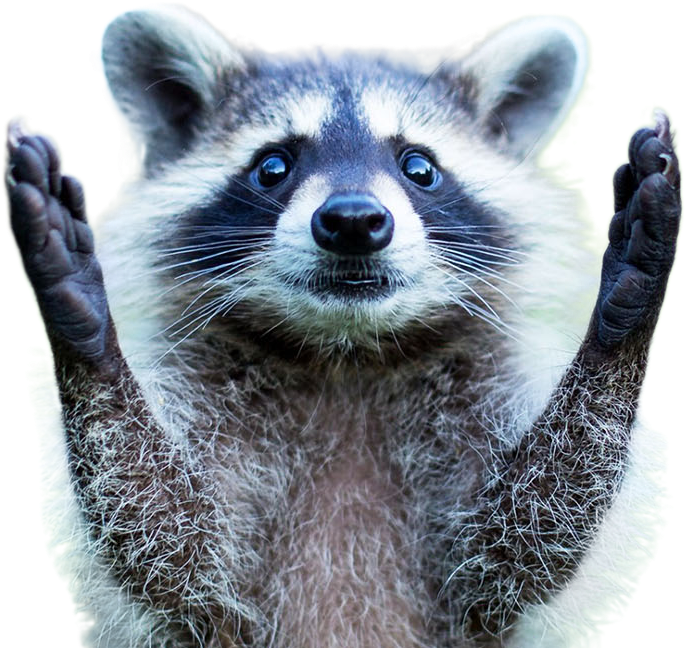A Raccoon With Its Hands Up