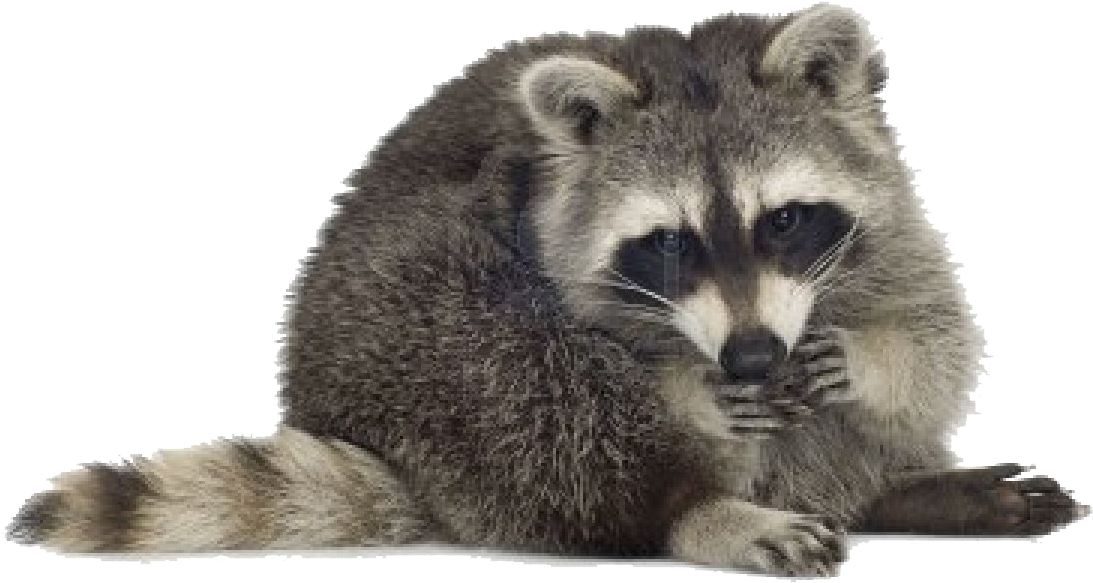 A Raccoon With Its Paws On Its Face