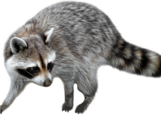 A Raccoon With A Black Background
