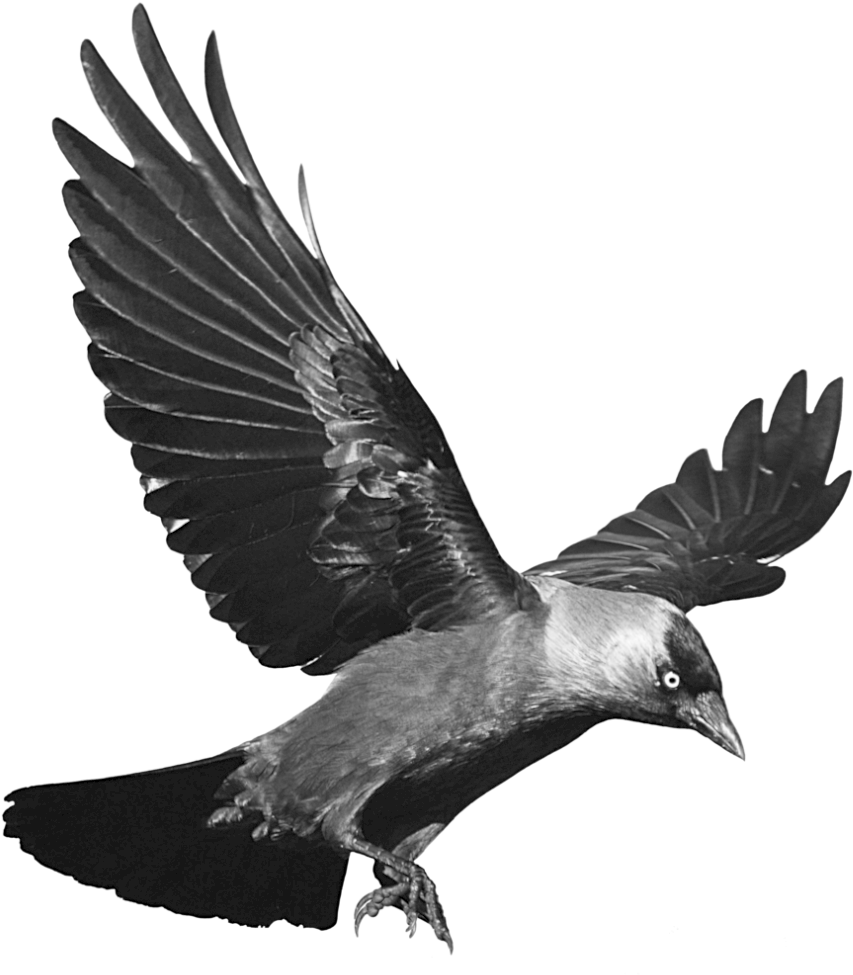 A Black And White Photo Of A Bird Flying