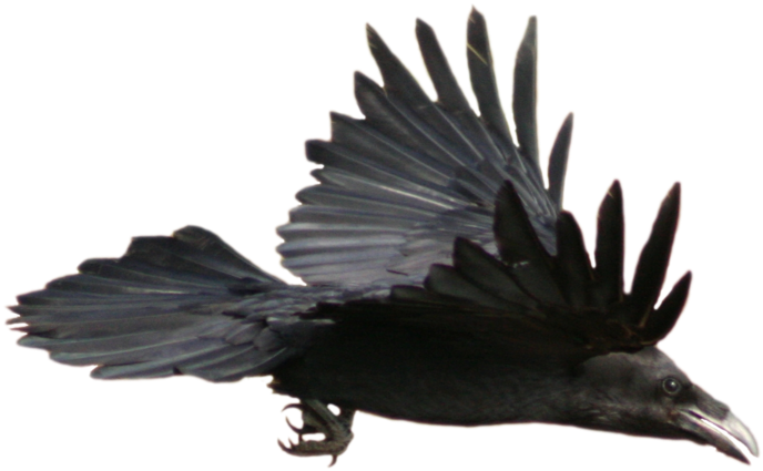 A Black Bird With Wings Spread