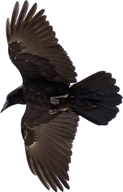 A Black Bird With Wings Spread