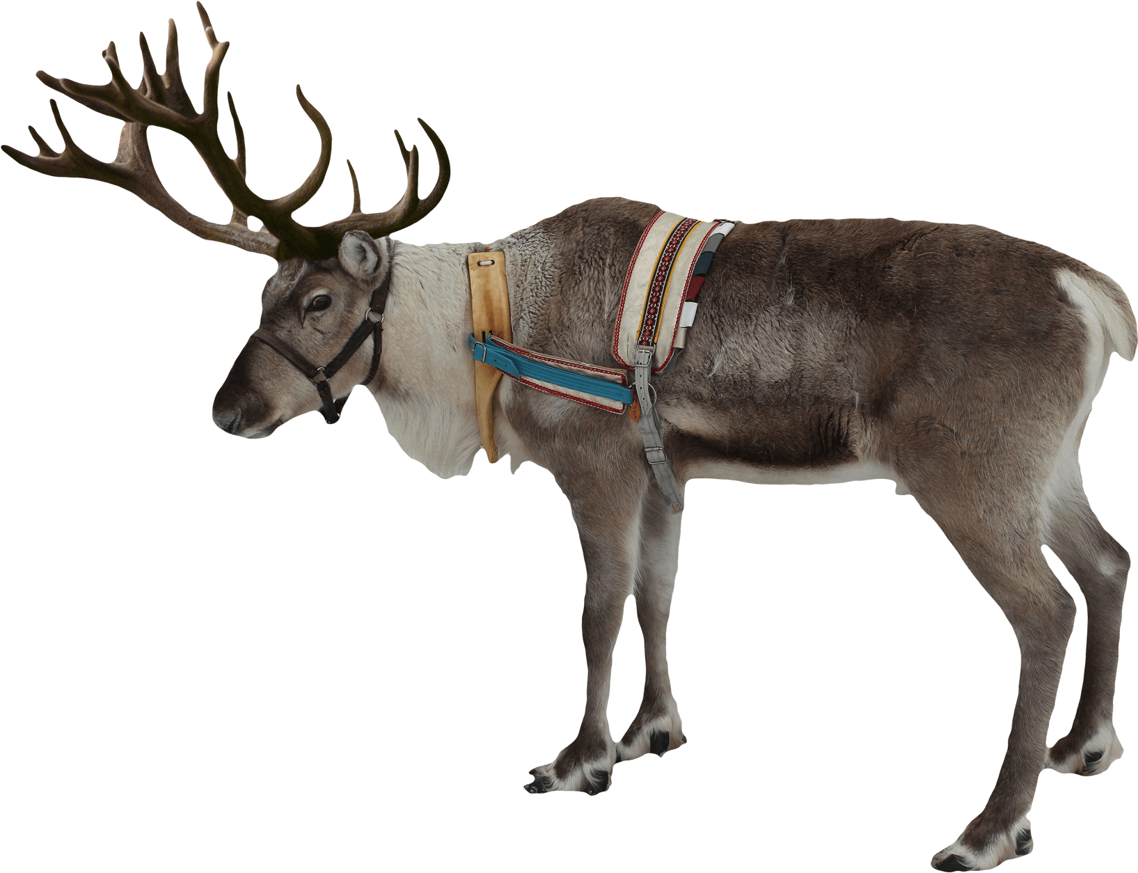 A Reindeer With Antlers And Harness