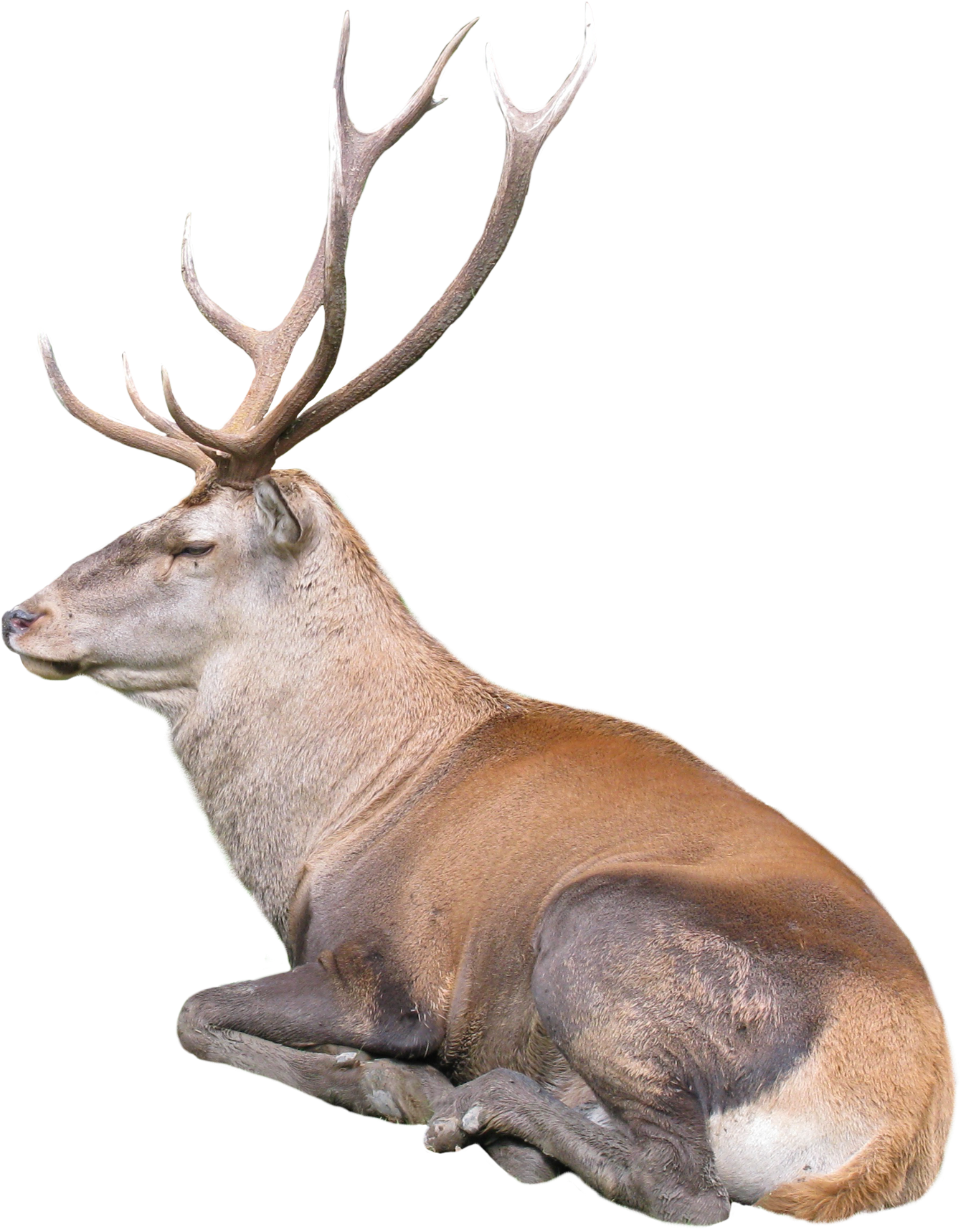 A Deer Lying Down With Antlers