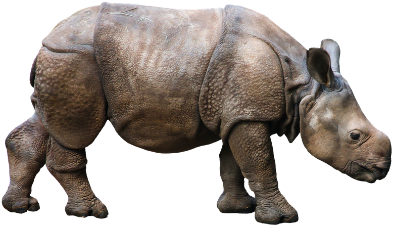 A Rhinoceros Standing On A Black Background