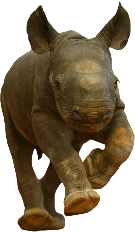 A Baby Rhinoceros Running