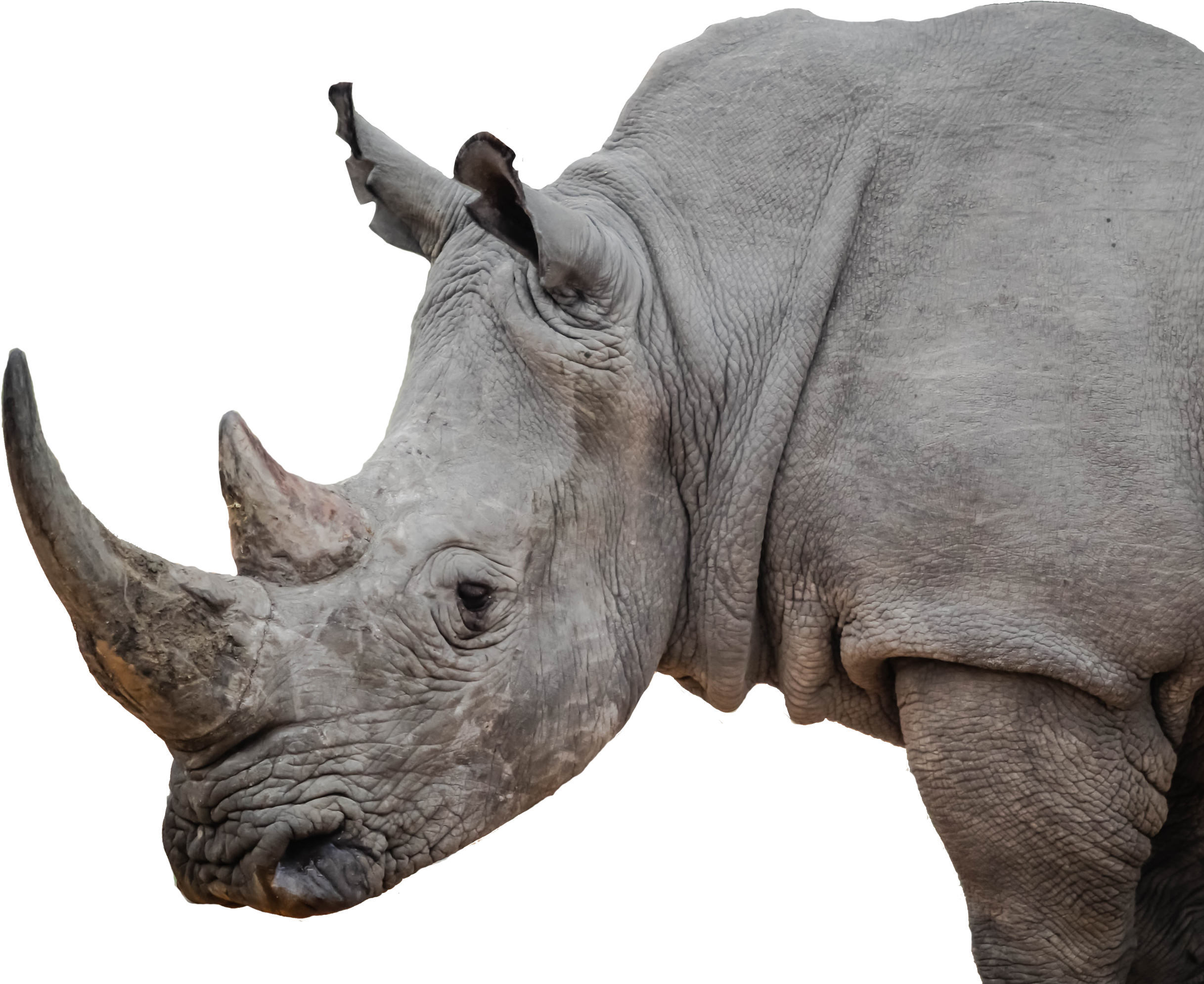 A Rhinoceros With A Black Background