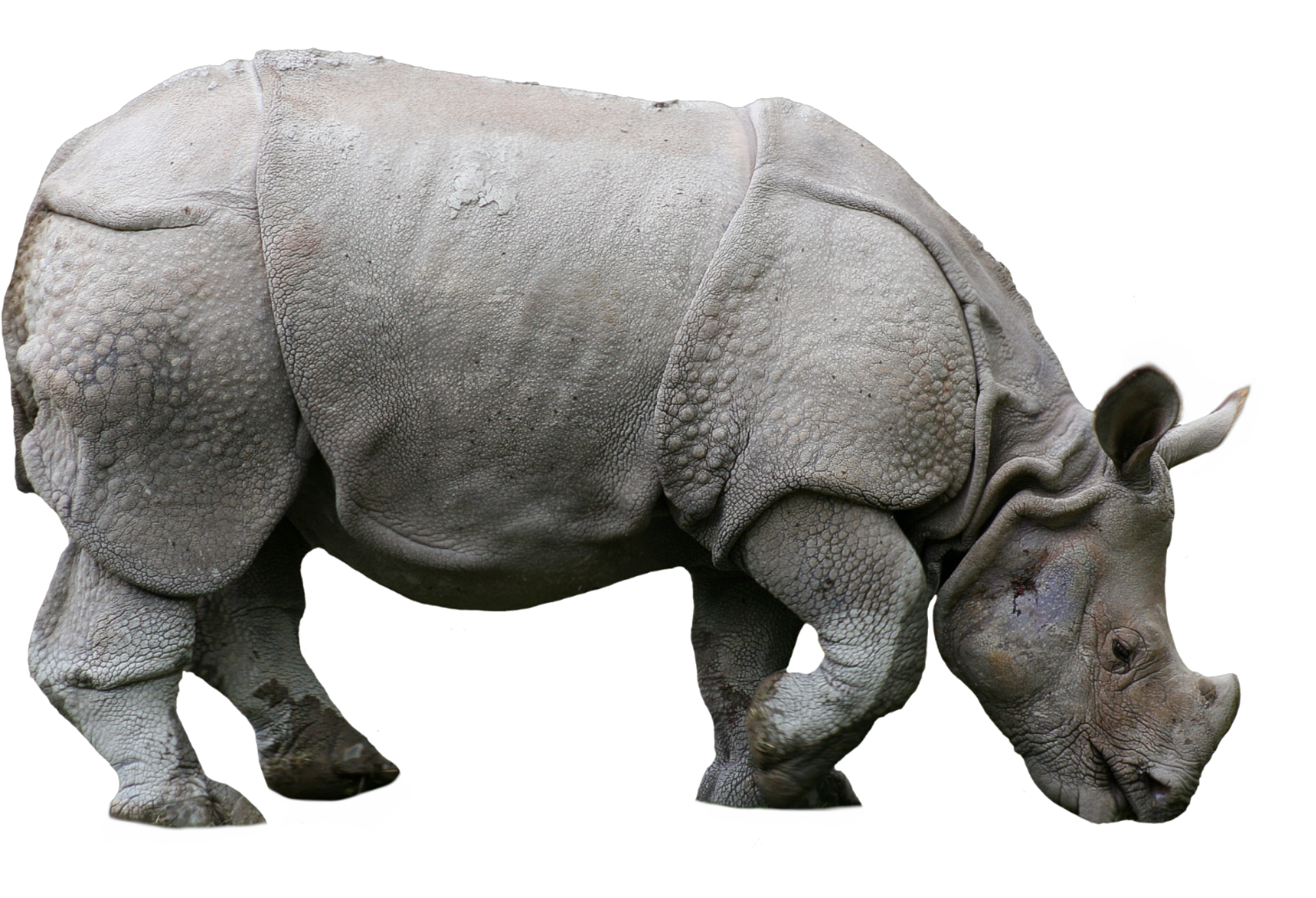 A Rhinoceros Standing On Its Hind Legs