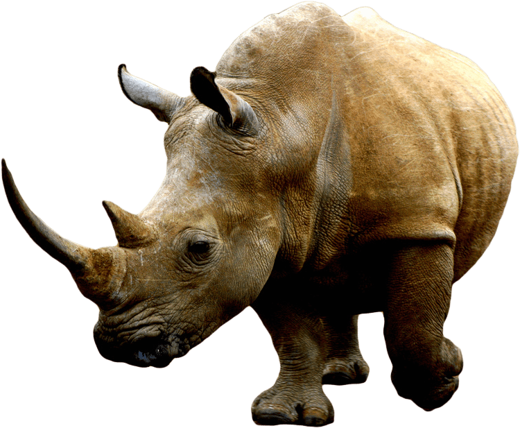 A Rhinoceros With Horns