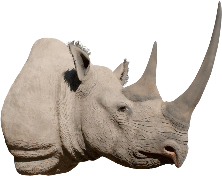 A Rhinoceros With Horns