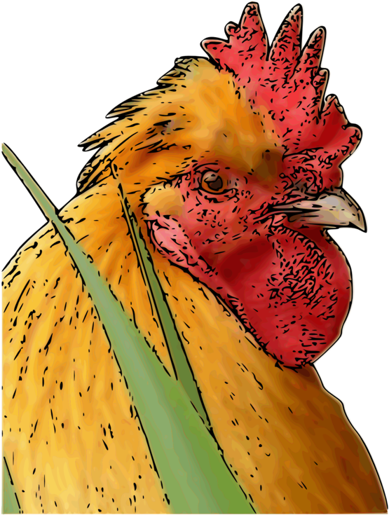 A Close Up Of A Rooster