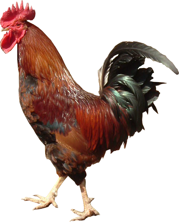 A Rooster With A Black Background