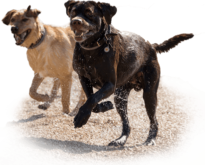 Two Dogs Running On Sand
