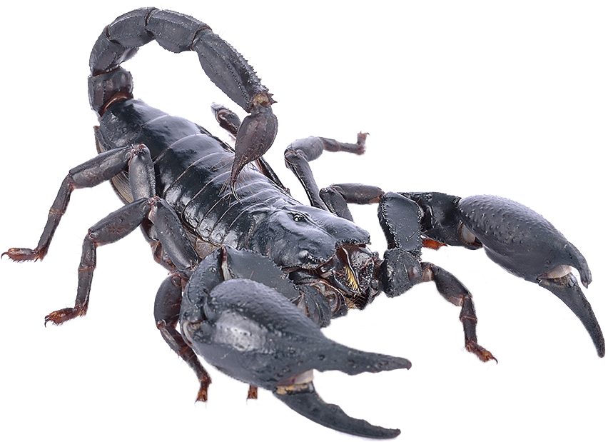 A Scorpion With A Black Background