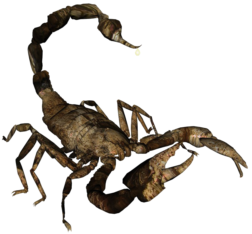 A Scorpion With A Long Tail