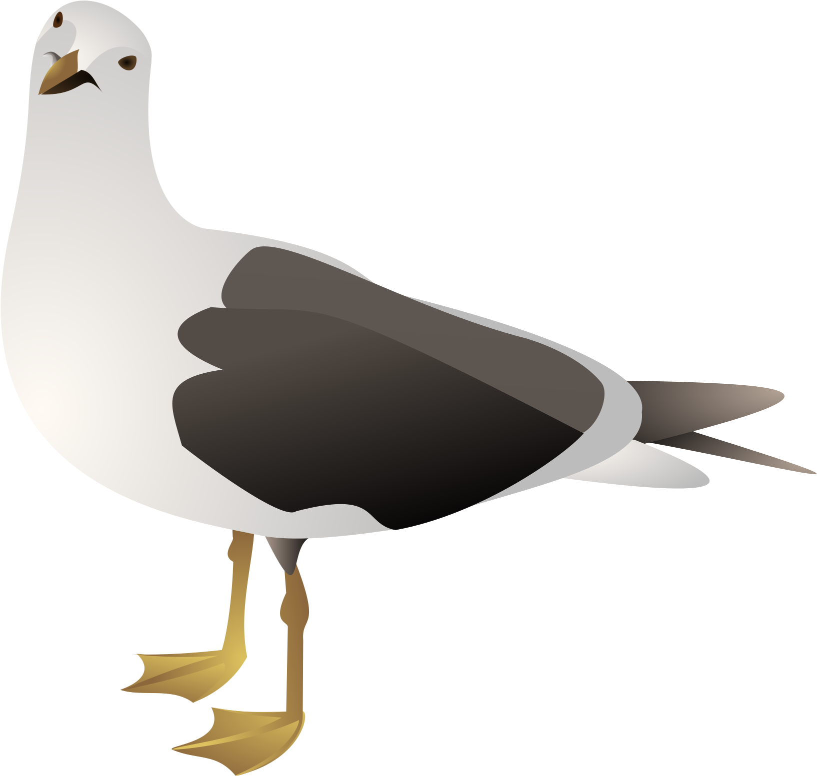 A Bird With A Black And White Body