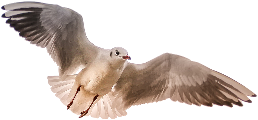 A White Bird Flying With Black Background