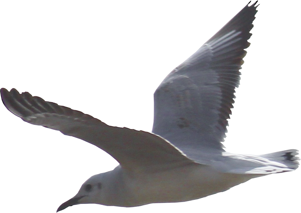 A White Bird Flying In The Sky