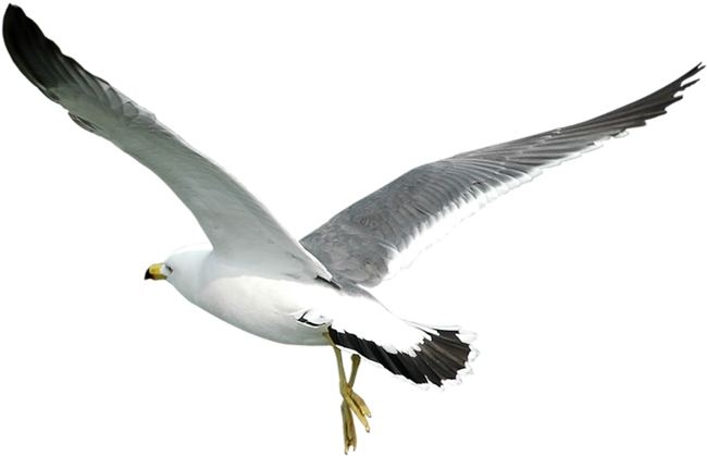 A Seagull Flying In The Sky