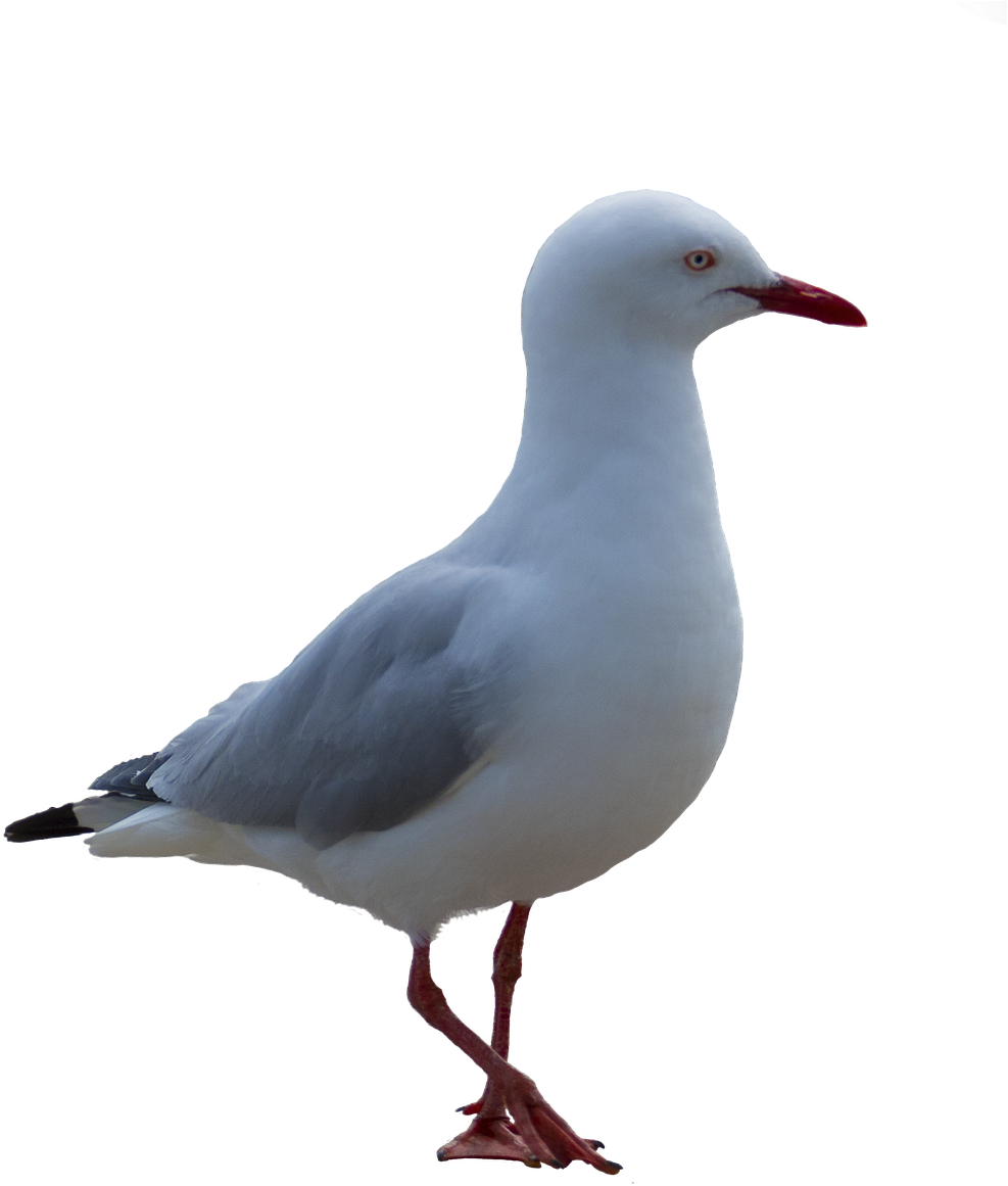 A White Bird With Red Beak