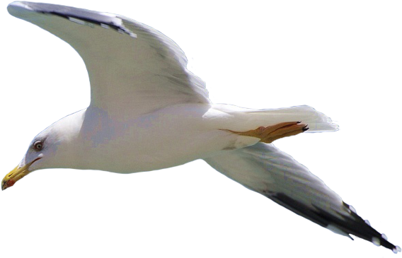 A White Bird Flying In The Sky