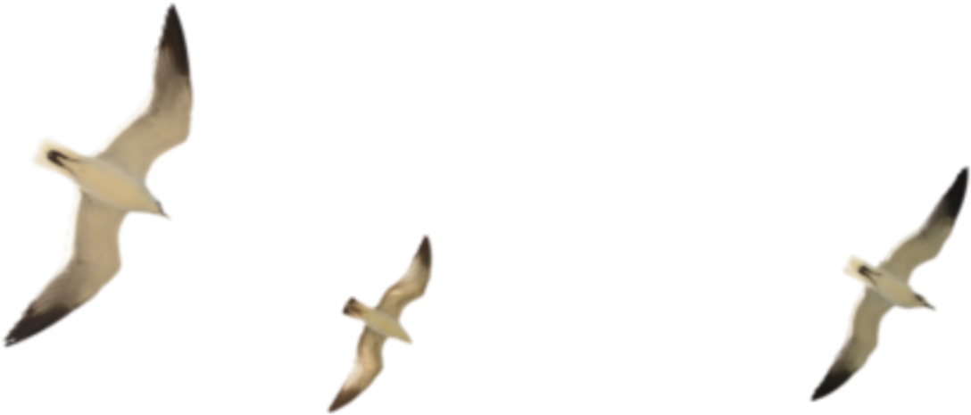 A Bird Flying In The Sky