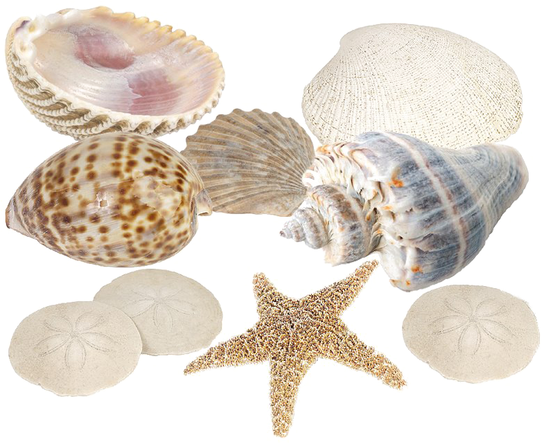 A Group Of Shells And Starfish