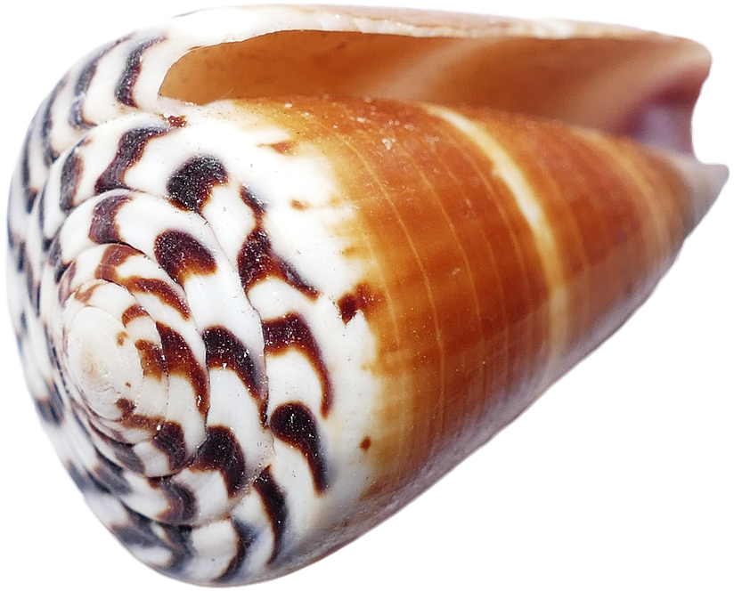 A Close Up Of A Shell