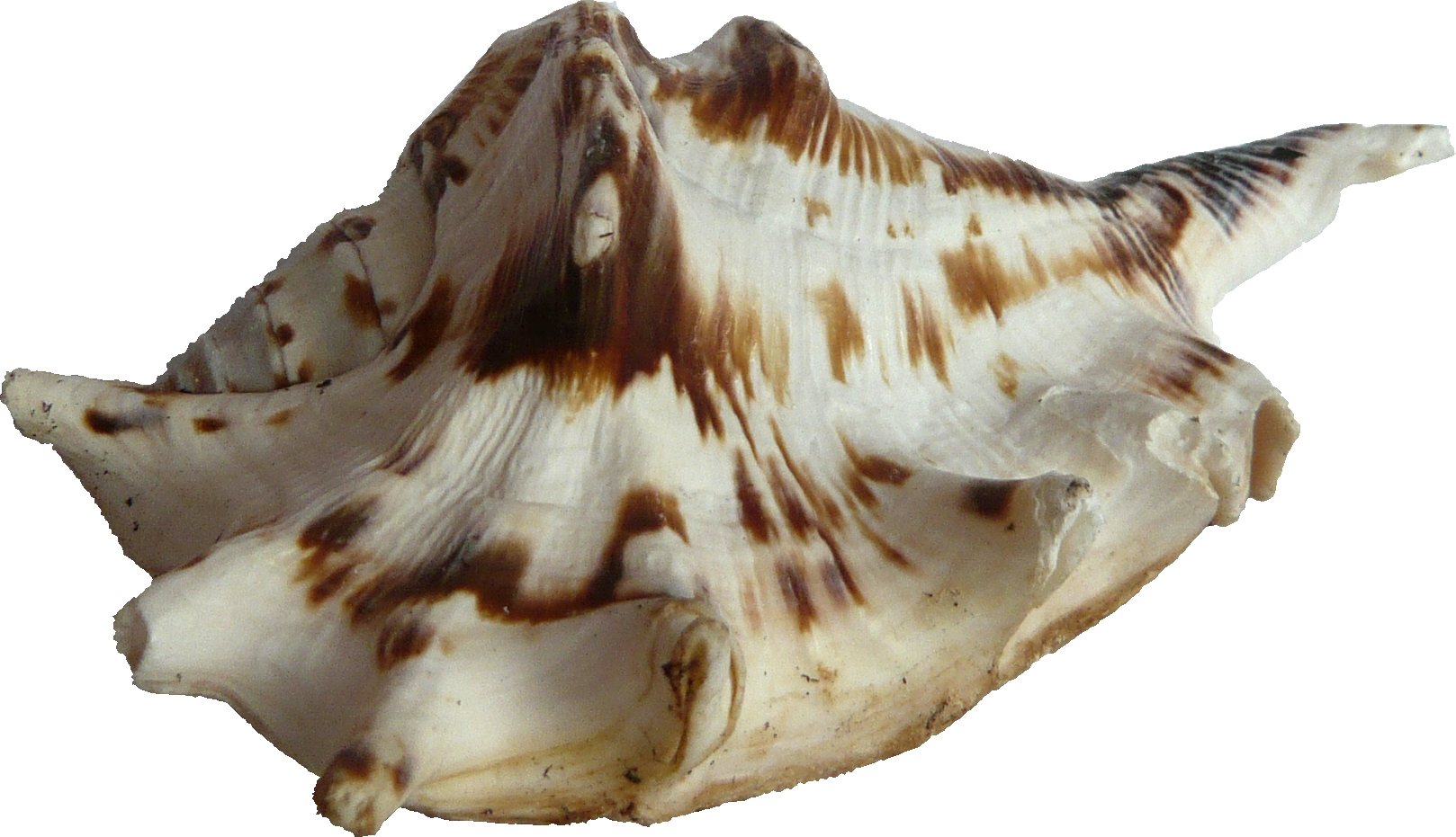 A Close Up Of A Shell