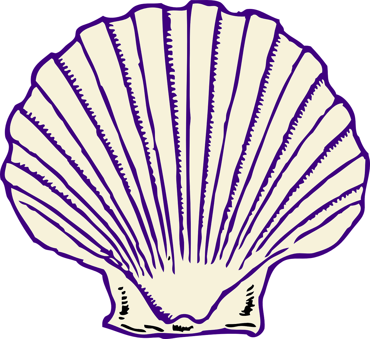 A White And Purple Shell