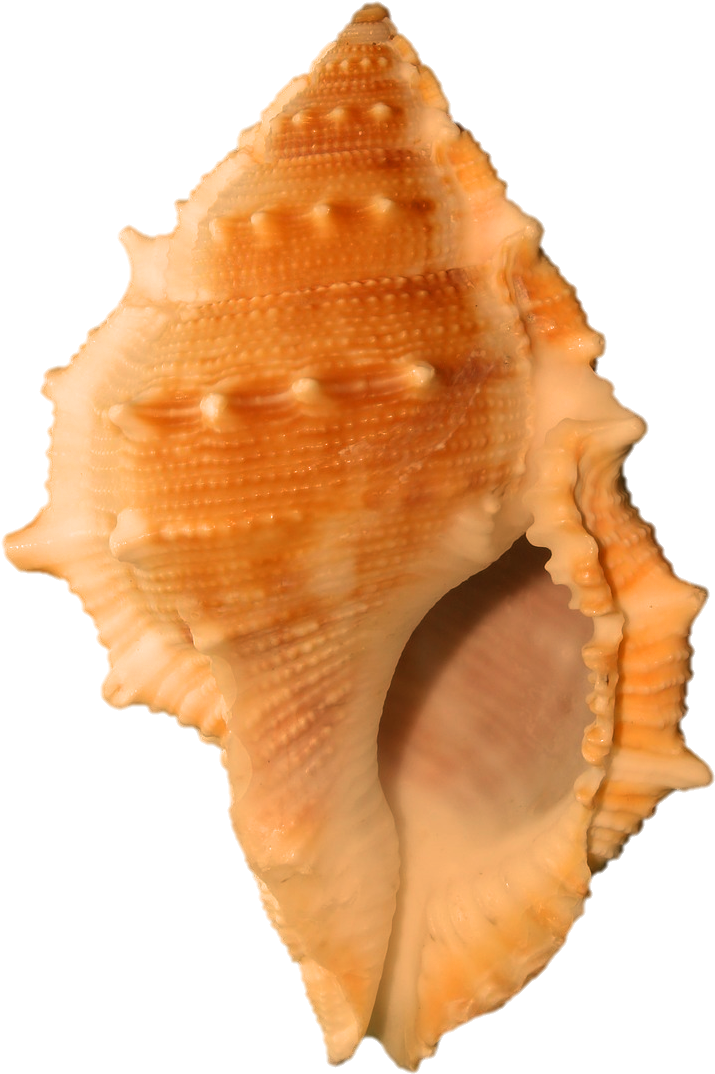 A Close Up Of A Shell