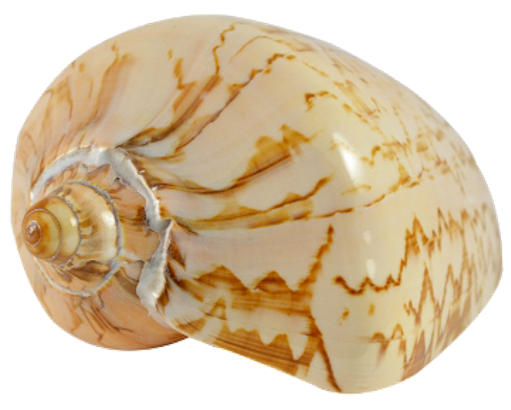 A Close Up Of A Shell