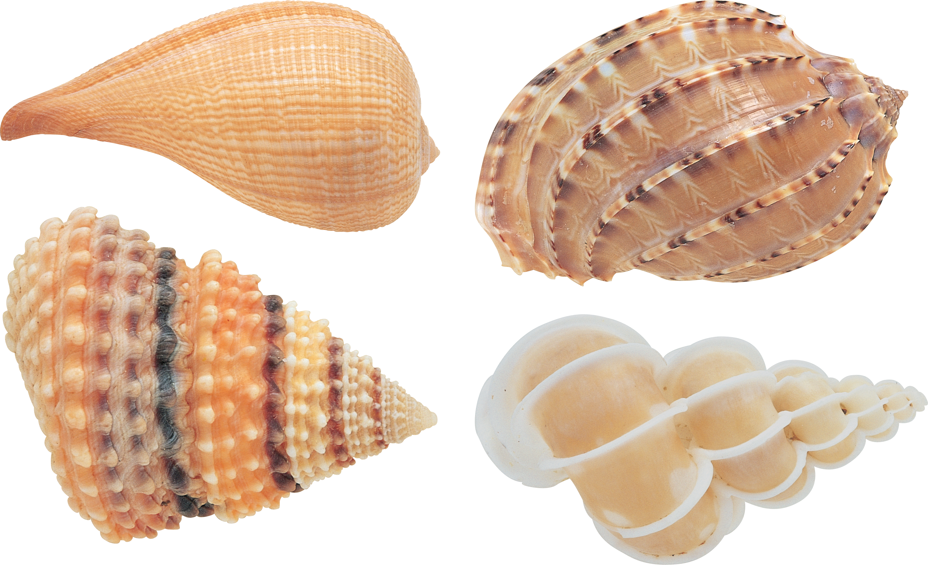 A Group Of Shells On A Black Background