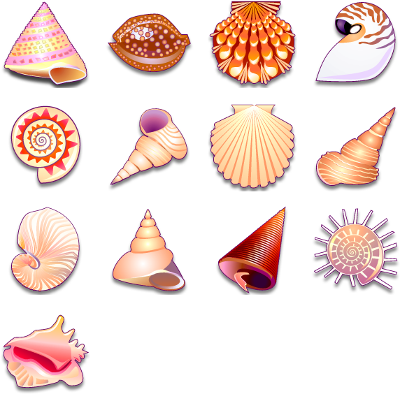 A Collection Of Different Seashells