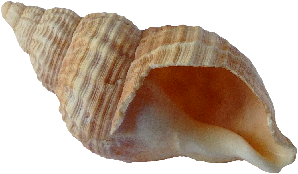 A Close Up Of A Shell