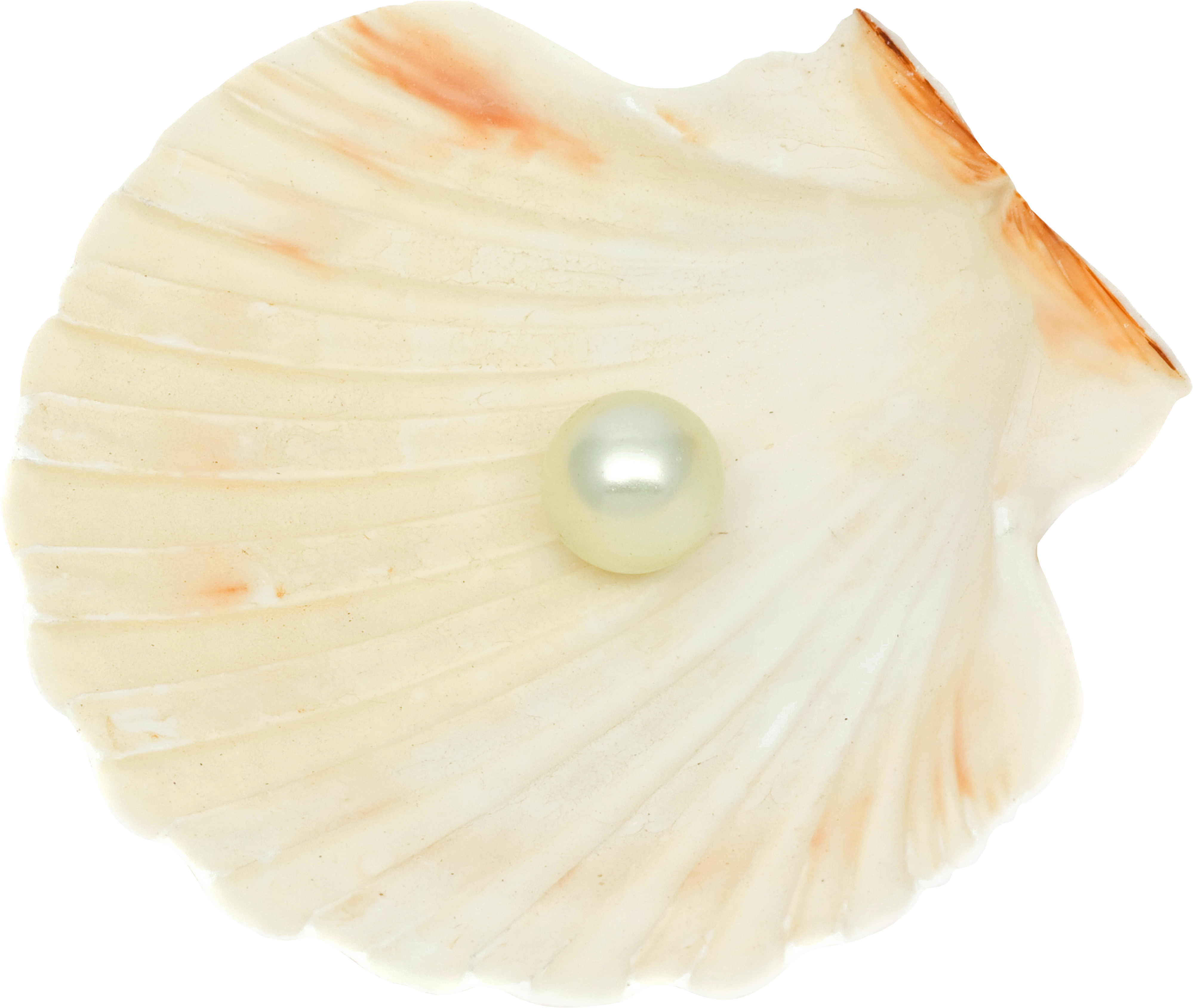 A Pearl In A Shell