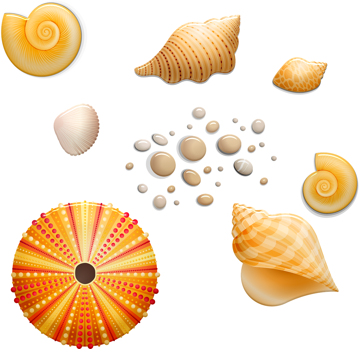 A Group Of Sea Shells